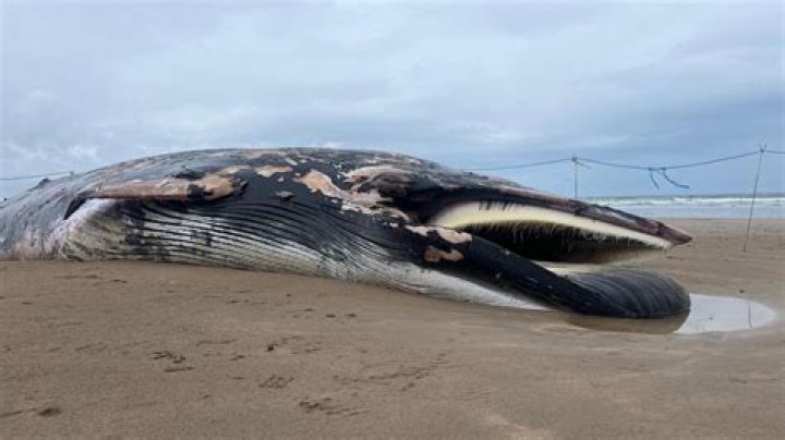 A Whale Washed Up On Shore Had 64 Pounds Of Plastic In Its Stomach