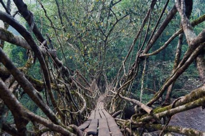 India's Living Root Bridges Could Be The Future of Green Design