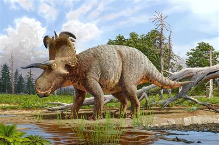 Massive New Horned Dinosaur Fossil Discovered In Montana
