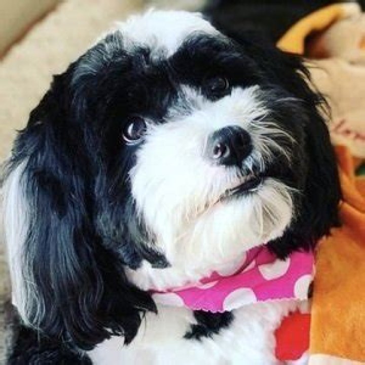 Oreo the Dog (Dog) - Age, Birthday, Bio, Facts, Family, Net Worth, Height & More
