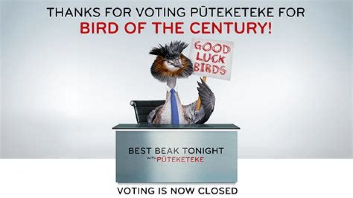Pūteketeke Named 'Bird Of The Century' — Thanks To John Oliver