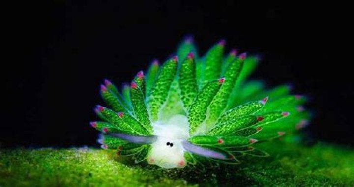 Sea Slugs: Your New Favorite Animal