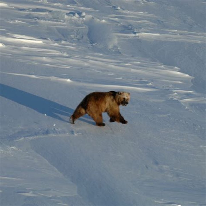 The Grizzly-Polar Bear Hybrid Taking Over The Arctic Tundra