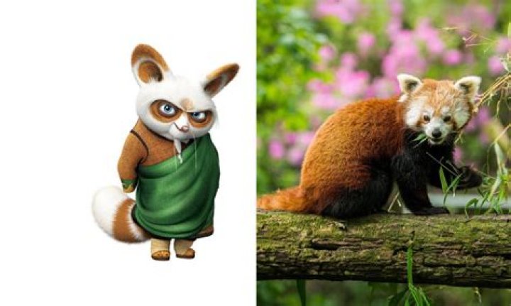What animal is Shifu? – Celebrity.fm – #1 Official Stars, Business & People Network, Wiki, Success story, Biography & Quotes