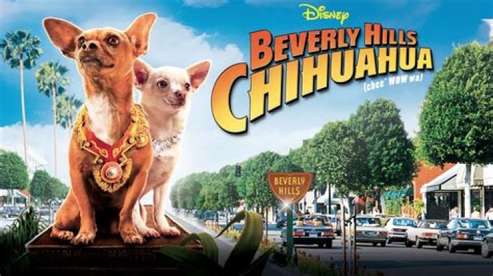Where can I watch Beverly Chihuahua 4? – Celebrity.fm – #1 Official Stars, Business & People Network, Wiki, Success story, Biography & Quotes