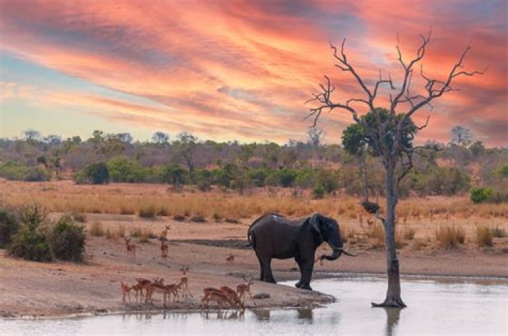 Who Will Survive the African Savanna?