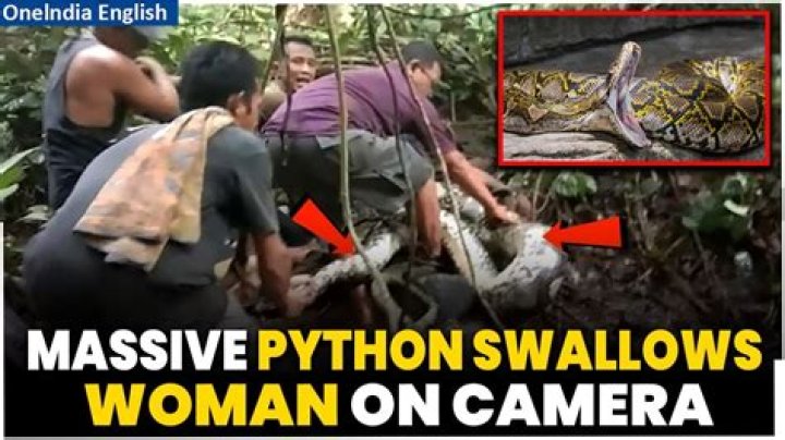 Woman Swallowed Whole By Python And Found Undigested Inside