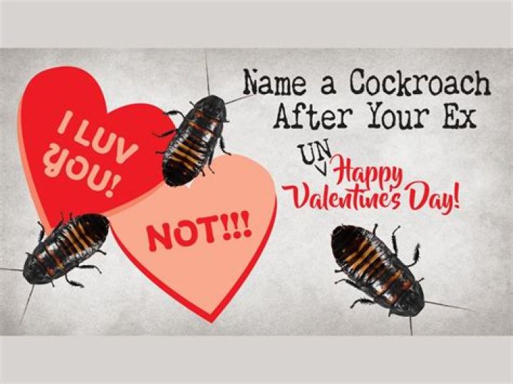 You Can Name a Cockroach After Your Ex This Valentine’s Day Because Being Petty Is Fun!